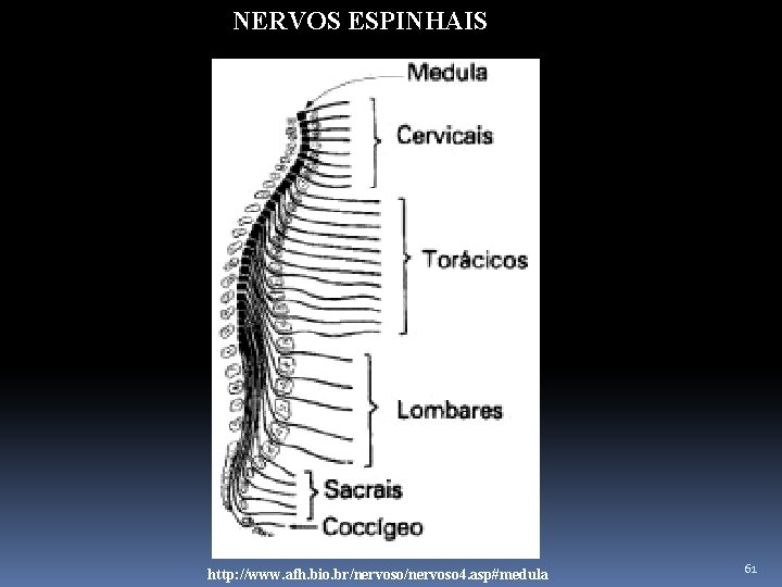 NERVOS ESPINHAIS http: //www. afh. bio. br/nervoso 4. asp#medula 61 