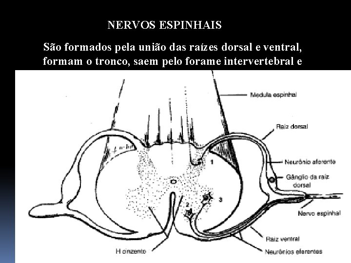 NERVOS ESPINHAIS São formados pela união das raízes dorsal e ventral, formam o tronco,