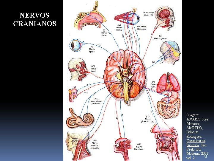 NERVOS CRANIANOS Imagem: AMABIS, José Mariano; MARTHO, Gilberto Rodrigues. Conceitos de Biologia. São Paulo,