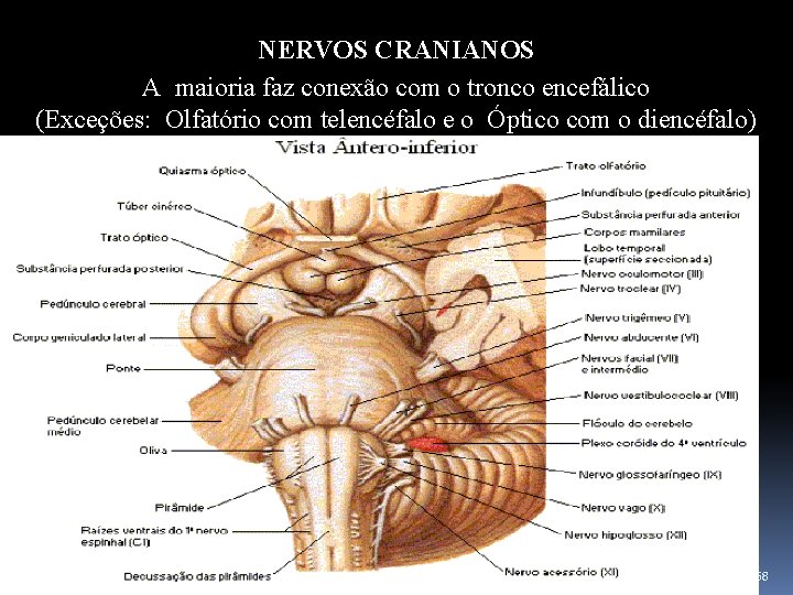 NERVOS CRANIANOS A maioria faz conexão com o tronco encefálico (Exceções: Olfatório com telencéfalo