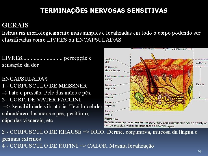TERMINAÇÕES NERVOSAS SENSITIVAS GERAIS Estruturas morfologicamente mais simples e localizadas em todo o corpo
