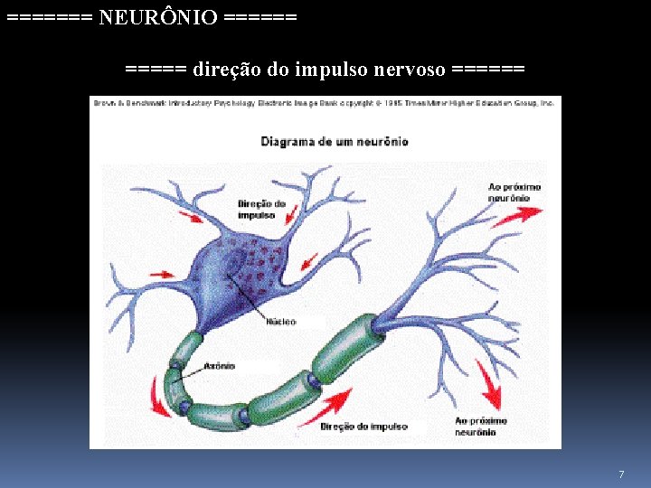 ======= NEURÔNIO ====== ===== direção do impulso nervoso ====== 7 