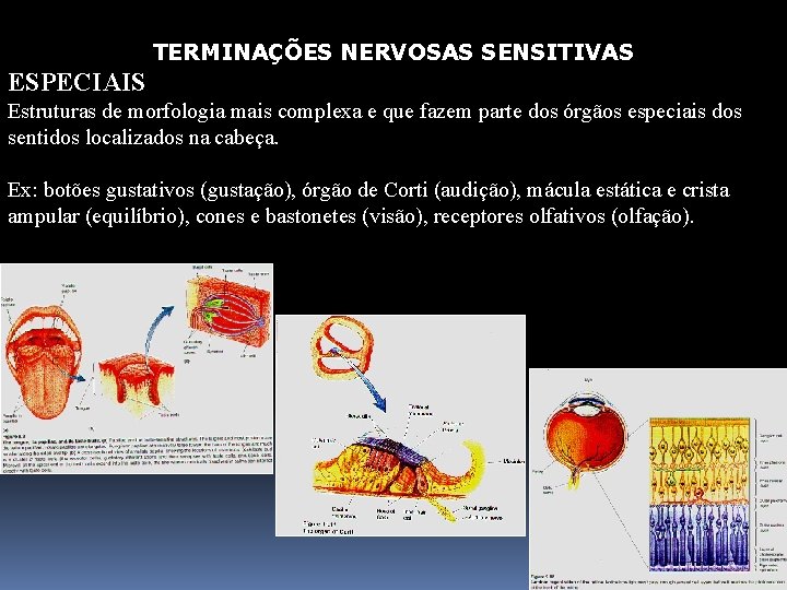 TERMINAÇÕES NERVOSAS SENSITIVAS ESPECIAIS Estruturas de morfologia mais complexa e que fazem parte dos