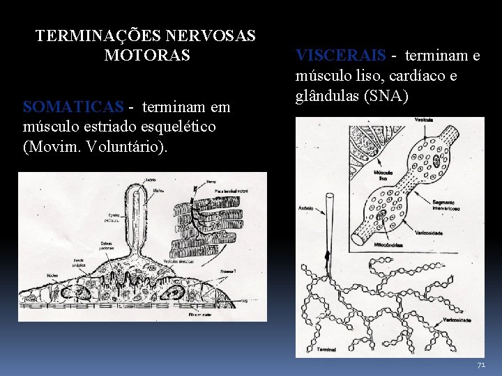 TERMINAÇÕES NERVOSAS MOTORAS SOMATICAS - terminam em músculo estriado esquelético (Movim. Voluntário). VISCERAIS -