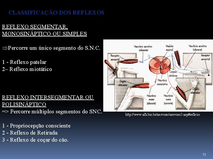 CLASSIFICAÇÃO DOS REFLEXO SEGMENTAR, MONOSINÁPTICO OU SIMPLES ÞPercorre um único segmento do S. N.