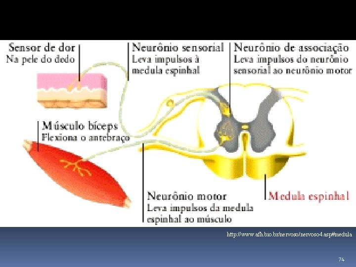 http: //www. afh. bio. br/nervoso 4. asp#medula 74 