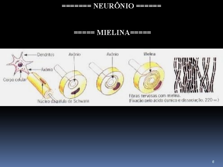======= NEURÔNIO ====== ===== MIELINA===== 8 