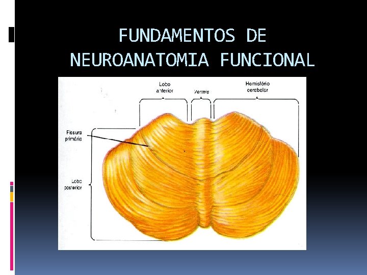 FUNDAMENTOS DE NEUROANATOMIA FUNCIONAL 