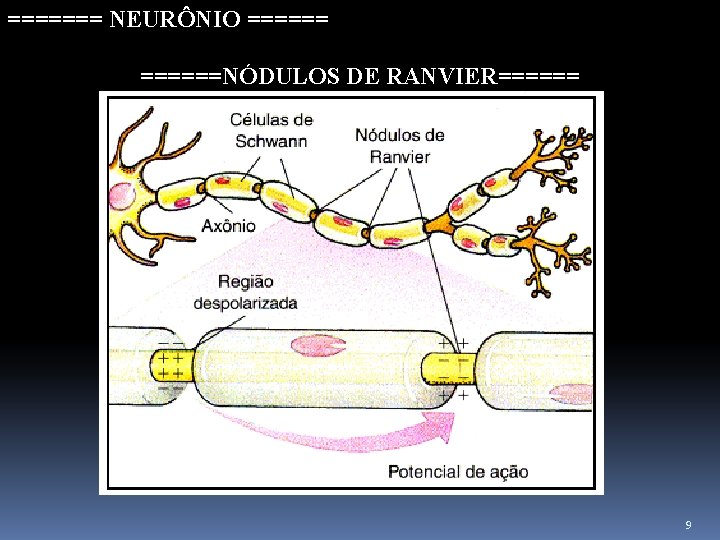 ======= NEURÔNIO ======NÓDULOS DE RANVIER====== 9 