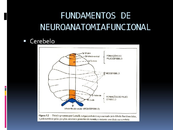 FUNDAMENTOS DE NEUROANATOMIAFUNCIONAL Cerebelo 