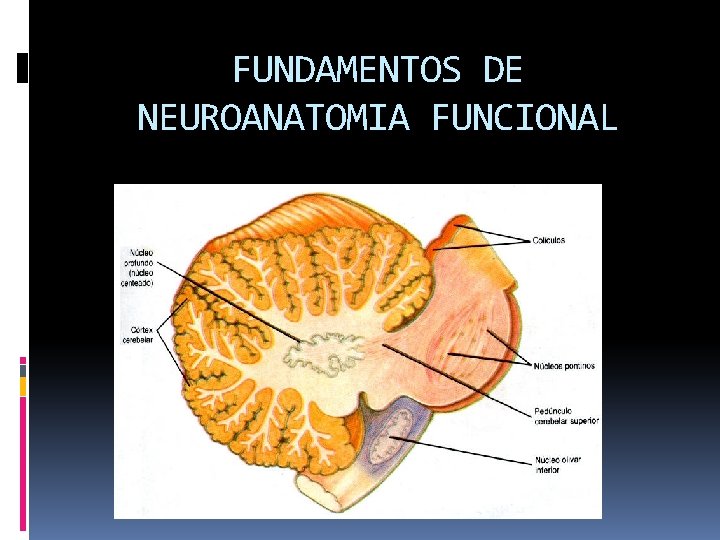 FUNDAMENTOS DE NEUROANATOMIA FUNCIONAL 