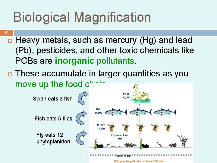 Biological Magnification 12 Heavy metals, such as mercury (Hg) and lead (Pb), pesticides, and Biological Magnification 12 Heavy metals, such as mercury (Hg) and lead (Pb), pesticides, and