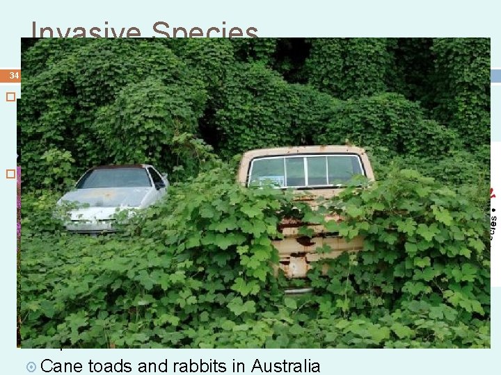 Invasive Species 34 When using biological controls, one must be certain of the effects Invasive Species 34 When using biological controls, one must be certain of the effects