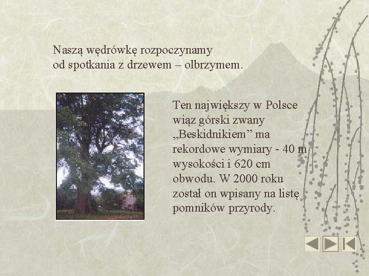 Naszą wędrówkę rozpoczynamy od spotkania z drzewem – olbrzymem. Ten największy w Polsce wiąz