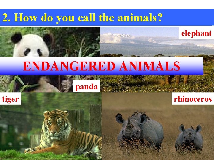 2. How do youcallthese the animals? 1. What animals in English? elephant ENDANGERED ANIMALS