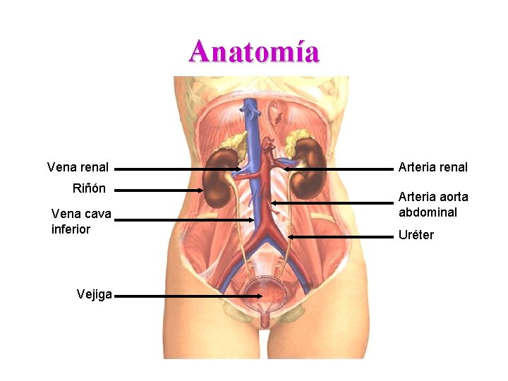 Anatomía Vena renal Riñón Vena cava inferior Vejiga Arteria renal Arteria aorta abdominal Uréter