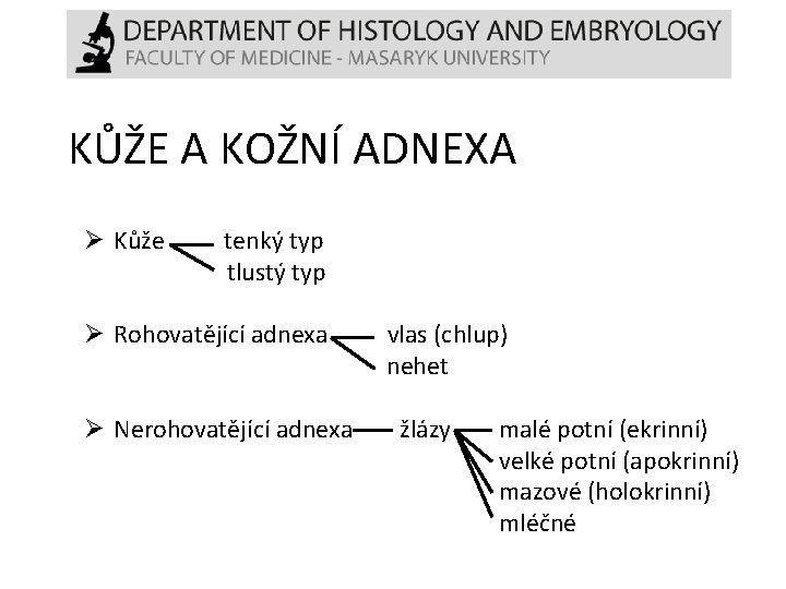 KŮŽE A KOŽNÍ ADNEXA Ø Kůže tenký typ tlustý typ Ø Rohovatějící adnexa vlas