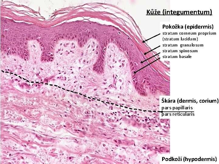 Kůže (integumentum) Pokožka (epidermis) stratum corneum proprium (stratum lucidum) stratum granulosum stratum spinosum stratum