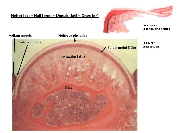 Nehet (cs) – Nail (eng) – Unguis (lat) – Onyx (gr) Podélný řez Longitutudinal