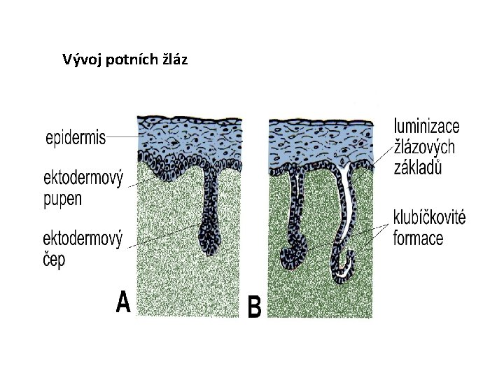 Vývoj potních žláz 