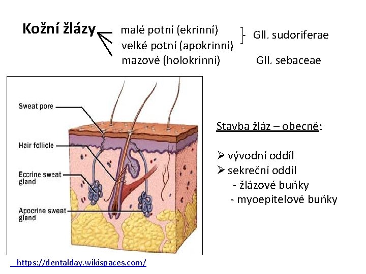 Kožní žlázy malé potní (ekrinní) Gll. sudoriferae velké potní (apokrinní) mazové (holokrinní) Gll. sebaceae