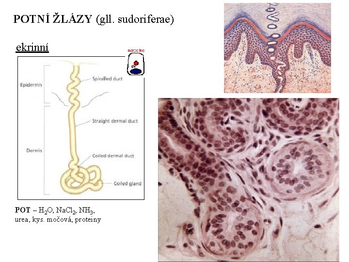 POTNÍ ŽLÁZY (gll. sudoriferae) ekrinní POT – H 2 O, Na. Cl 2, NH