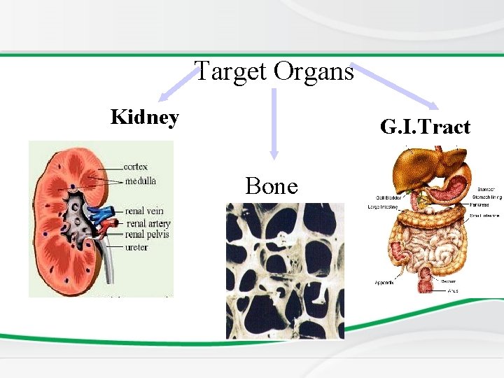 Target Organs Kidney G. I. Tract Bone 