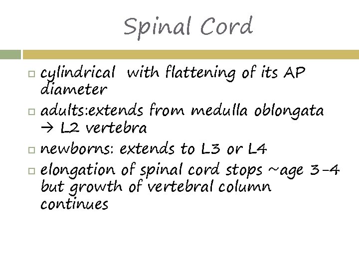 Spinal Cord cylindrical with flattening of its AP diameter adults: extends from medulla oblongata