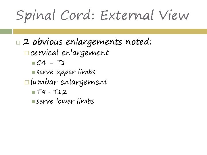 Spinal Cord: External View 2 obvious enlargements noted: � cervical enlargement � lumbar enlargement