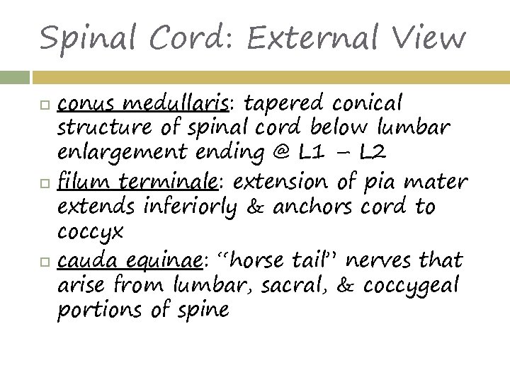 Spinal Cord: External View conus medullaris: tapered conical structure of spinal cord below lumbar