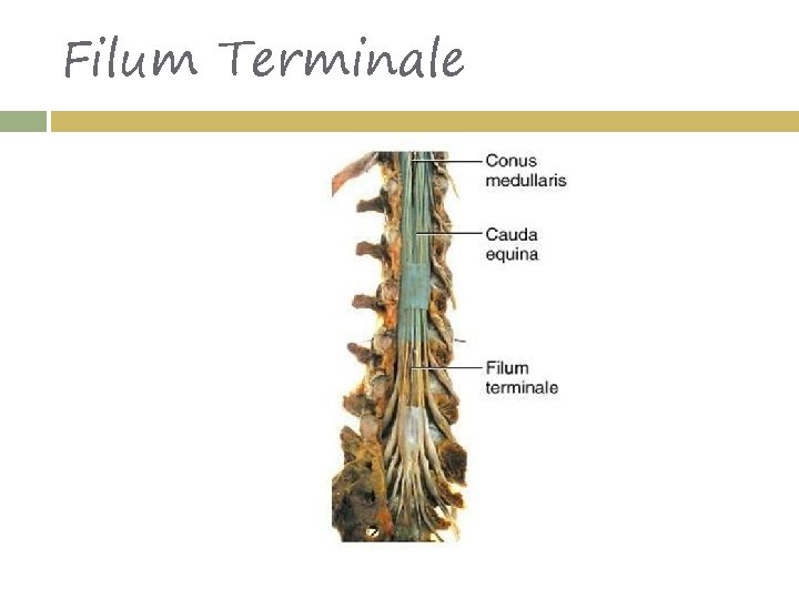 Filum Terminale 