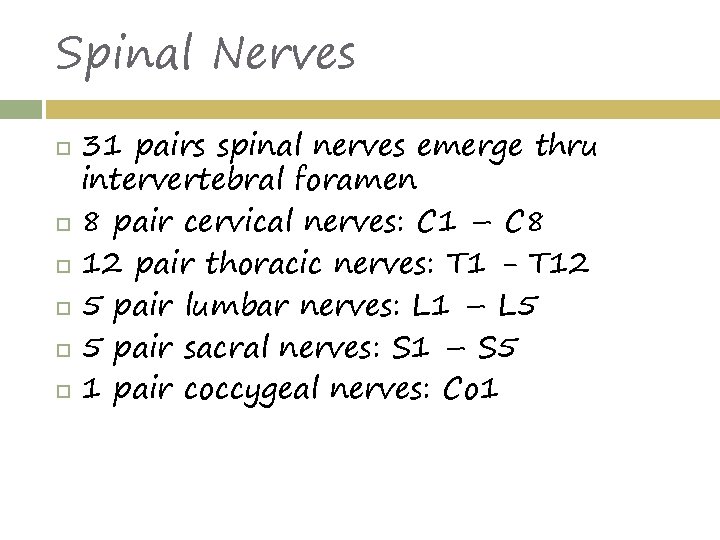 Spinal Nerves 31 pairs spinal nerves emerge thru intervertebral foramen 8 pair cervical nerves: