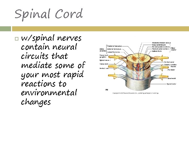 Spinal Cord w/spinal nerves contain neural circuits that mediate some of your most rapid