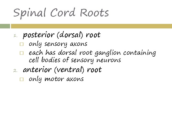 Spinal Cord Roots 1. posterior (dorsal) root � � 2. only sensory axons each