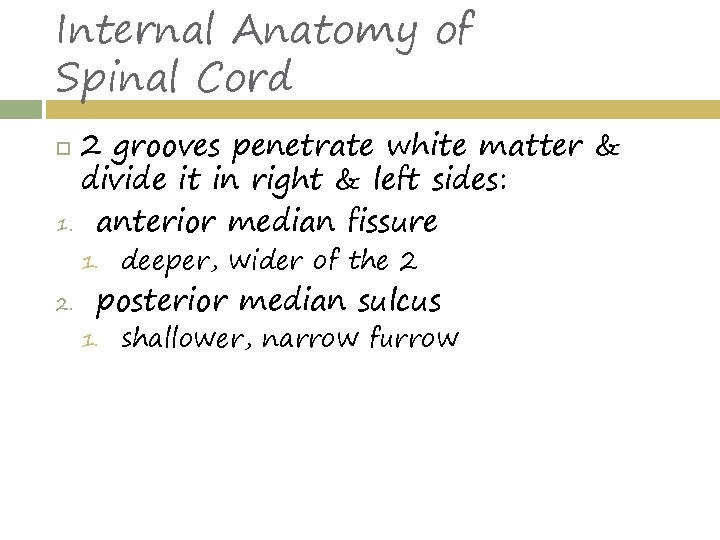 Internal Anatomy of Spinal Cord 2 grooves penetrate white matter & divide it in