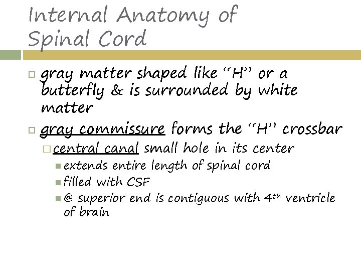 Internal Anatomy of Spinal Cord gray matter shaped like “H” or a butterfly &