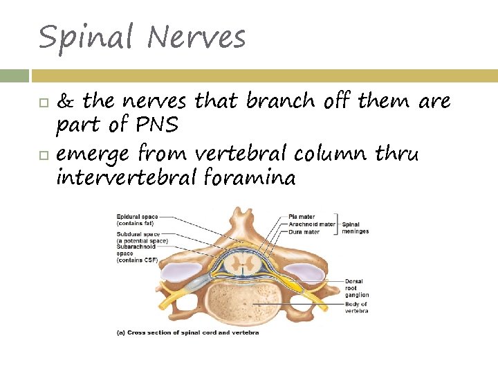 Spinal Nerves & the nerves that branch off them are part of PNS emerge