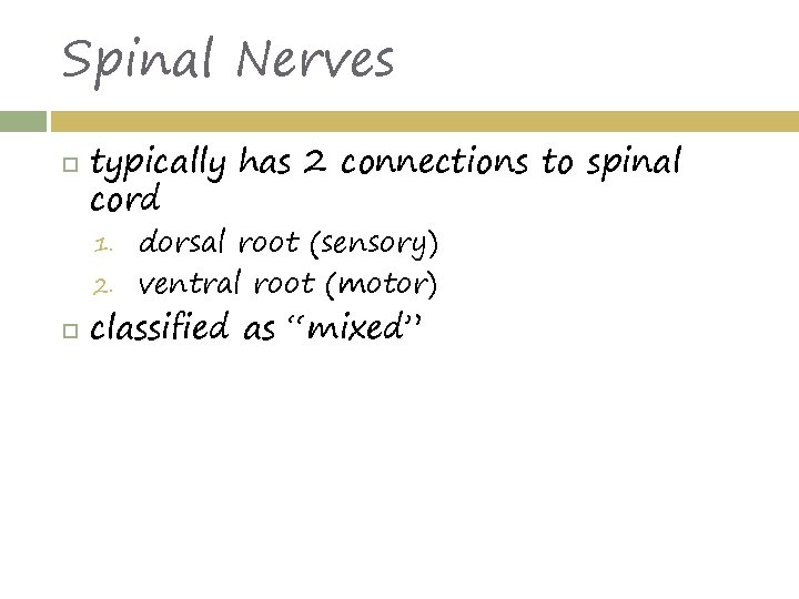 Spinal Nerves typically has 2 connections to spinal cord 1. 2. dorsal root (sensory)