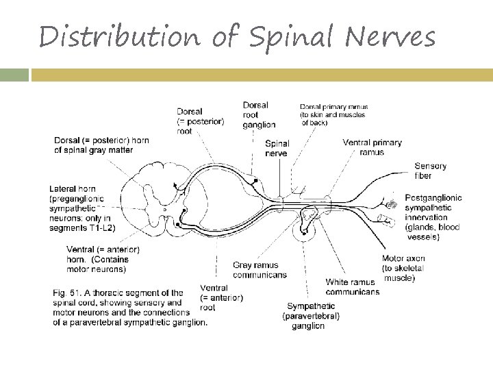 Distribution of Spinal Nerves 