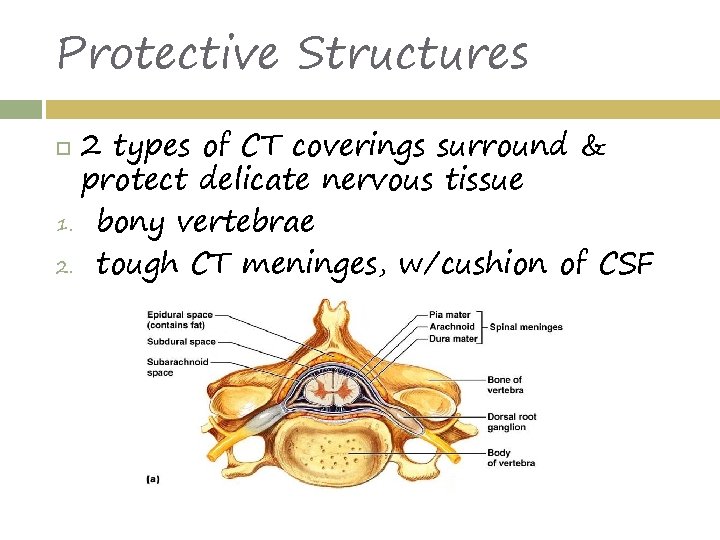 Protective Structures 2 types of CT coverings surround & protect delicate nervous tissue 1.