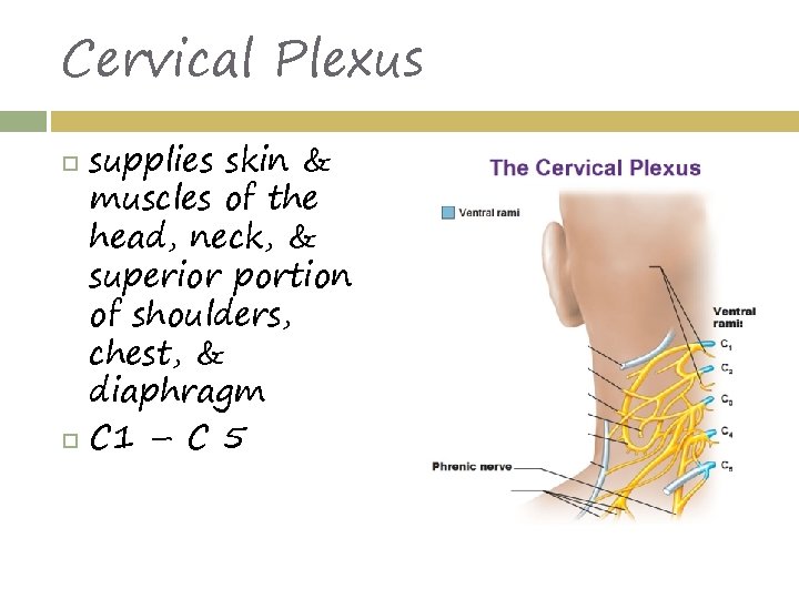 Cervical Plexus supplies skin & muscles of the head, neck, & superior portion of
