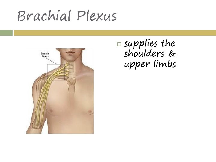 Brachial Plexus supplies the shoulders & upper limbs 