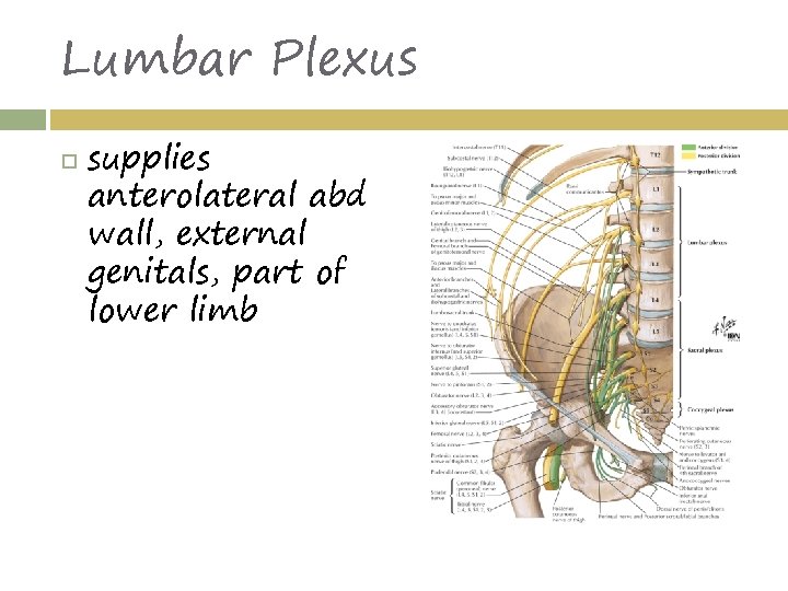 Lumbar Plexus supplies anterolateral abd wall, external genitals, part of lower limb 