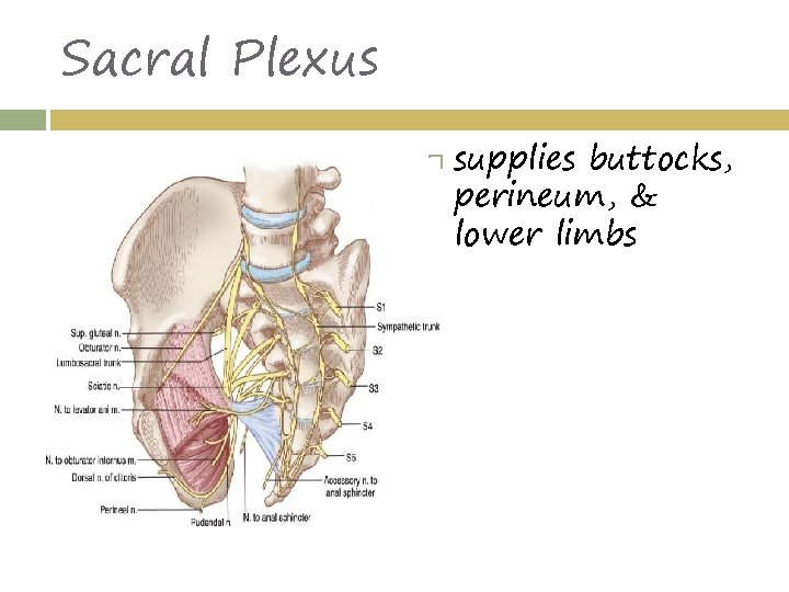 Sacral Plexus supplies buttocks, perineum, & lower limbs 