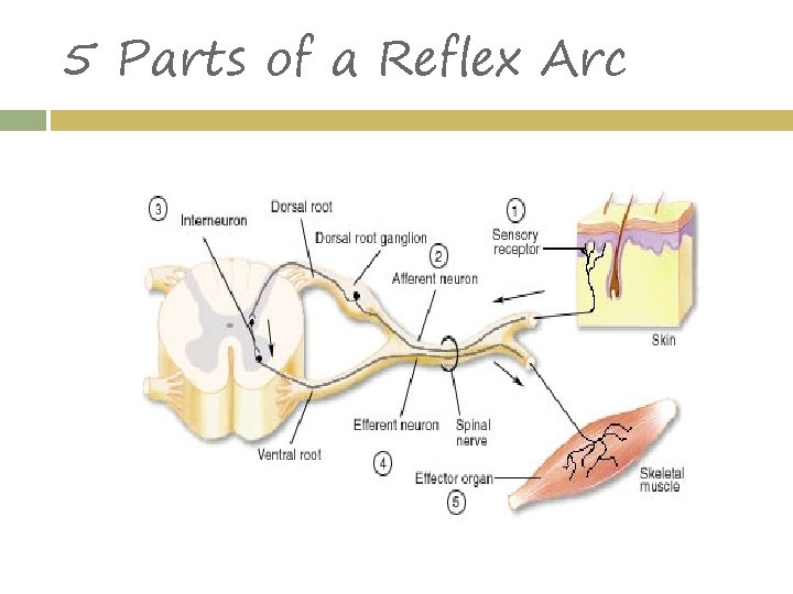 5 Parts of a Reflex Arc 