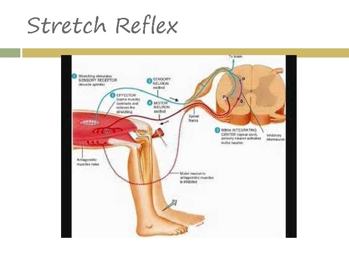 Stretch Reflex 