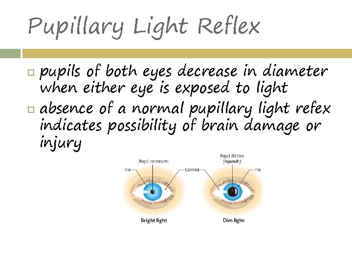 Pupillary Light Reflex pupils of both eyes decrease in diameter when either eye is