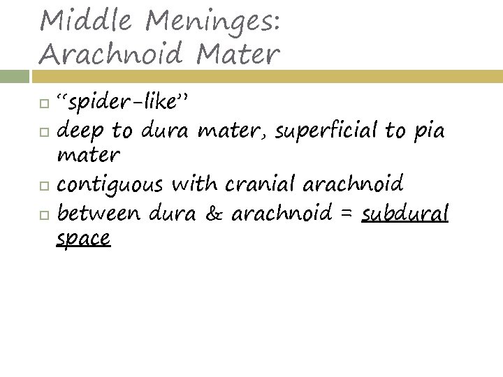 Middle Meninges: Arachnoid Mater “spider-like” deep to dura mater, superficial to pia mater contiguous