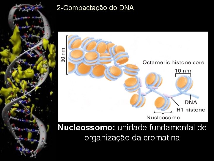 2 -Compactação do DNA Nucleossomo: unidade fundamental de organização da cromatina 10 