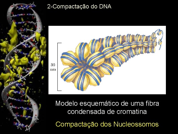 2 -Compactação do DNA Modelo esquemático de uma fibra condensada de cromatina Compactação dos